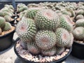 Notocactus Scopa is a globular cactus.