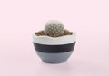 Notocactus scopa pots placed on the pink background Royalty Free Stock Photo