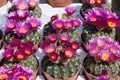 Notocactus uebelmannianus cactus plants with pink flowers in small vases