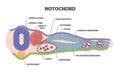 Notochord as cartilaginous skeletal rod with structure outline diagram