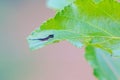 Notodontidae larva Royalty Free Stock Photo