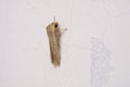 Notodontidae moth Royalty Free Stock Photo