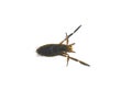 Notonecta glauca Common backswimmer water insect