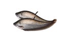 Notopterus notopterus fish