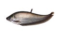Notopterus notopterus fish