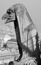 The Notre Dame cathedral of Paris gargoyle