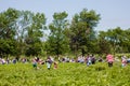 Notre-Dame-de-l`Ile-Perrot, Quebec, Canada - June 24, 2017: People picking strawberries at pick your own farm Quinn