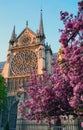 Notre - Dame de Paris in the sping