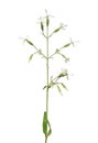 Nottingham Catchfly (Silene nutans)