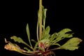 Nottingham Catchfly (Silene nutans). Basal Leaf Rosette Closeup