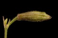 Nottingham Catchfly (Silene nutans). Floral Bud Closeup