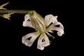 Nottingham Catchfly Silene nutans. Flower Closeup