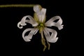 Nottingham Catchfly Silene nutans. Flower Closeup