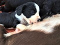 Nourishment, milk feed, dog puppies and sweetness Royalty Free Stock Photo