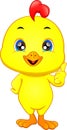 Cute chicks cartoon thumbs up