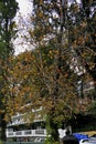 Chinar Tree on Mall Road-Now known as Govind Ballabh Pant Marg-Nainital