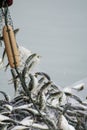 On the fisherman boat, Catching many fish