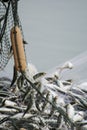 On the fisherman boat, Catching many fish