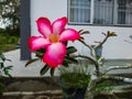 17 nov 22: focusing on Plumeria acuminate plant with pink petal flower Royalty Free Stock Photo