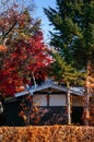 Old local Japanese house with colourful autumn tree and persimmon tree