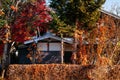 Old local Japanese house with colourful autumn tree and persimmon tree Royalty Free Stock Photo