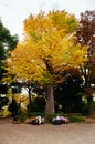 People sit on bench under autumn yellow gingo tree. Ueno park - Tokyo, Japan