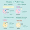Process of Autophagy on blue background vector illustration Royalty Free Stock Photo