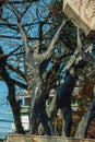 Statues from a monument on a wooded garden