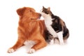 Nova Scotia cat and a Retriever dog playing funnily on a white surface