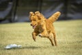 Nova Scotia Duck Toller dog on the lure course Royalty Free Stock Photo