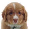 Nova Scotia Duck Toller puppy