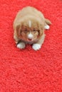 Nova Scotia Duck Toller puppy