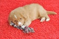 Nova Scotia Duck Toller puppy Royalty Free Stock Photo