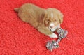 Nova Scotia Duck Toller puppy Royalty Free Stock Photo