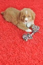 Nova Scotia Duck Toller puppy