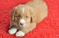 Nova Scotia Duck Toller puppy