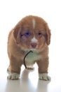 Nova Scotia Duck Toller puppy