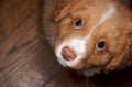 Nova Scotia Duck Toller puppy Royalty Free Stock Photo