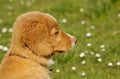 Nova Scotia Duck Toller puppy Royalty Free Stock Photo