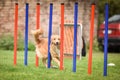 Nova scotia duck tolling retriever in agility slalom on Ratenice competition. Royalty Free Stock Photo