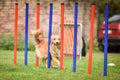 Nova scotia duck tolling retriever in agility slalom on Ratenice competition.