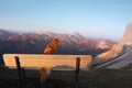A Nova Scotia Duck Tolling Retriever dog beholds a mountain sunrise Royalty Free Stock Photo