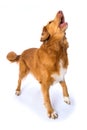 Barking dog on white background Royalty Free Stock Photo