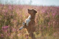 Nova Scotia Duck Tolling Retriever Dog in a field of flowers. Happy pet in the sun, po Royalty Free Stock Photo