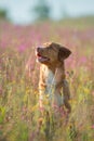 Nova Scotia Duck Tolling Retriever Dog in a field of flowers. Happy pet in the sun, po Royalty Free Stock Photo