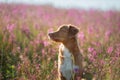 Nova Scotia Duck Tolling Retriever Dog in a field of flowers. Happy pet in the sun, po Royalty Free Stock Photo