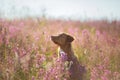 Nova Scotia Duck Tolling Retriever Dog in a field of flowers. Happy pet in the sun, po Royalty Free Stock Photo