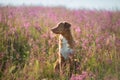 Nova Scotia Duck Tolling Retriever Dog in a field of flowers. Happy pet in the sun, po Royalty Free Stock Photo