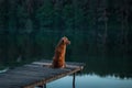 Nova Scotia Duck Tolling Retriever Dog in nature sitting on wooden bridge and looking at the lake. Royalty Free Stock Photo