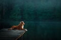 Nova Scotia Duck Tolling Retriever Dog in nature sitting on wooden bridge and looking at the lake. Royalty Free Stock Photo